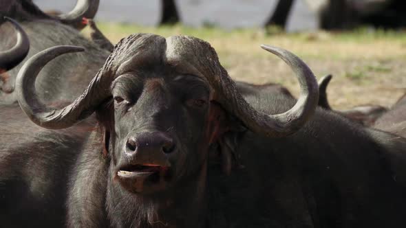 African Buffalo Chewing Food While Flapping Ears To Fend Off Flies In South Africa. - static shot