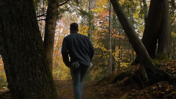 Man hikes up a dirt path in Beautiful Autumn Leaf Color, Wide Handheld. Caucasian man in blue plaid