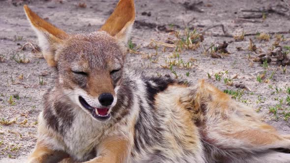 A Beautiful Black-Backed Jackal Laying On The Ground In The Kalahari Desert In Africa. -close up sho