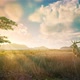 Savanna Grassland HD - VideoHive Item for Sale