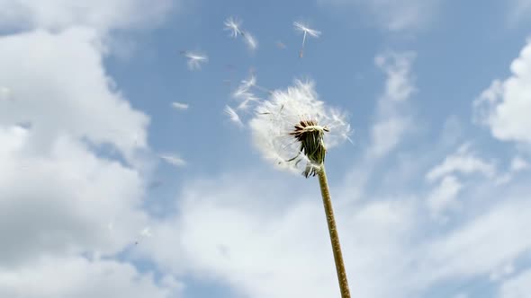Breeze Blows Soft White Seeds of a Dandelion Blossom at Against the Sky