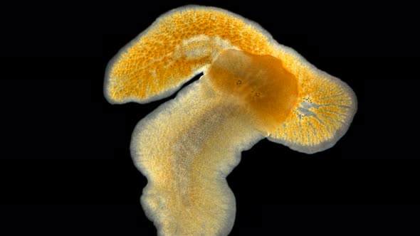 two flatworm Leptoplana sp. under a microscope, order Polycladida