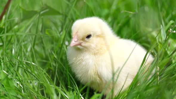 Cute Fluffy Chicken on Green Grass Outdoors