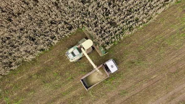 Aerial Top View Harvester Harvests Ripe Corn And Pour It In Tractor Trailer