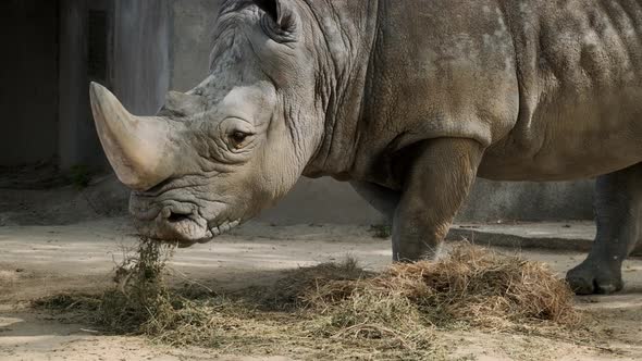 Southern White Rhinoceros Close Up