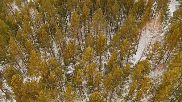 Winter pine forest Snowy forest People are walking in the snowy forest Krasnoyarsk