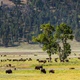 Grazing Buffalos from Yellowstone National Park - VideoHive Item for Sale