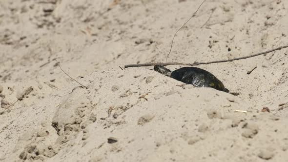 River Turtle Crawling on Sand To Water Near Riverbank. Slow Motion