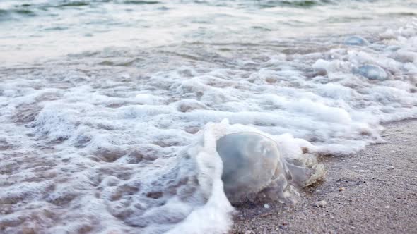 Dead Jellyfish Lie on a Sandy Shore Signed By Water on the Sea of Azov