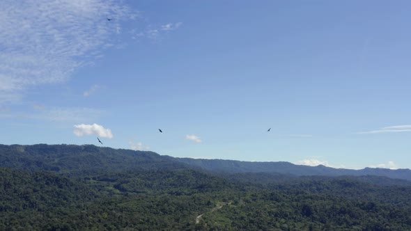 American black vultures, Coragyps atratus, are flying over a tropical forest