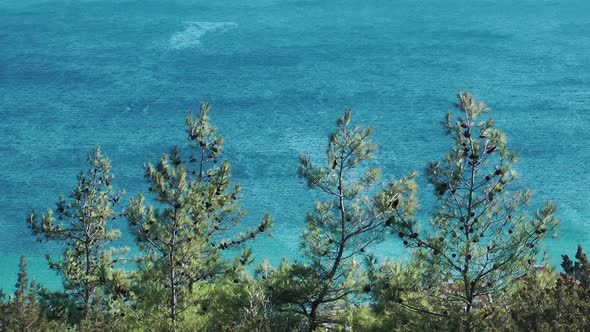 Pine Tree And The Sea