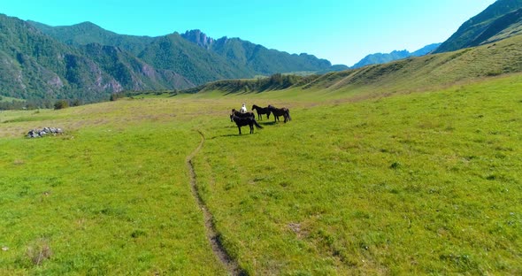 Flight Over Wild Horses Herd on Meadow. Spring Mountains Wild Nature. Freedom Ecology Concept.