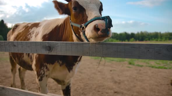 Cow with Muzzle in Shed