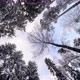 Winter forest from below to the tops, circular - VideoHive Item for Sale