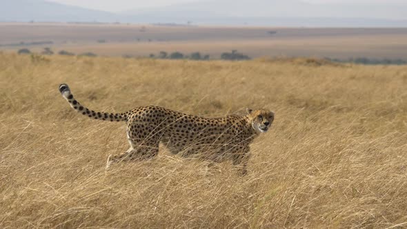 Cheetah walking on the savannah