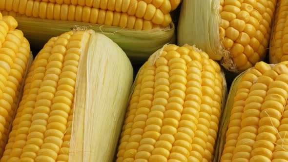 Fresh and Ripe Corn