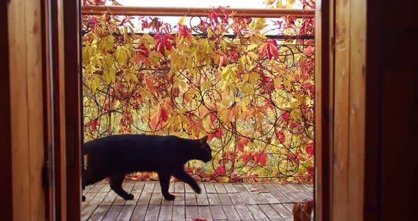 Black Cat Passes Through the Balcony Against the Background of Autumn Leaves