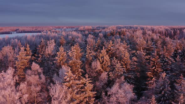 Aerial View of Forest