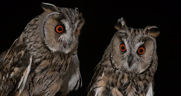 Long Eared Owl, asio otus, Portrait of Adult, Normandy in France, Real Time 4K