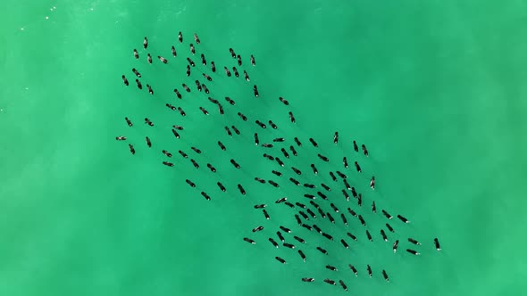 A flock of Wild Ducks swims in the Sea aerial view 4 K