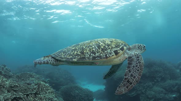 Large sea turtle swimming on a colorful coral reef structure deep below the ocean surface. Wide unde