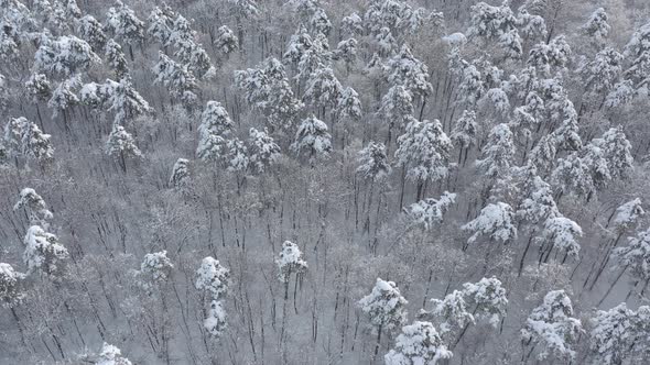 Coniferous tree tops under snow 4K aerial video