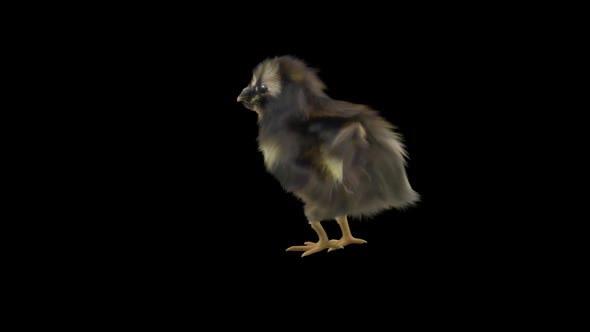 17 Baby Chicks Dancing HD