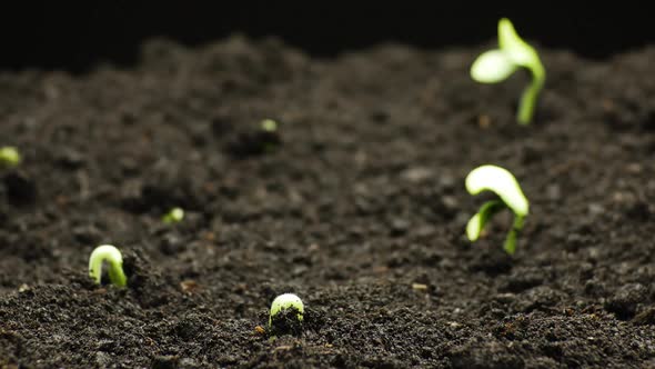 Plant Growing in Timelapse, Sprouts Germination, Green Pumpkin Seeds, Spring and Summer Agriculture