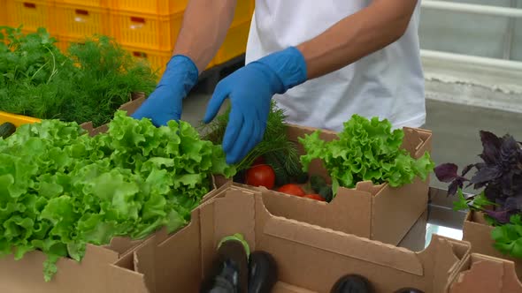 Volunteer in Gloves Packing Food Vegetables Donation Box to Help