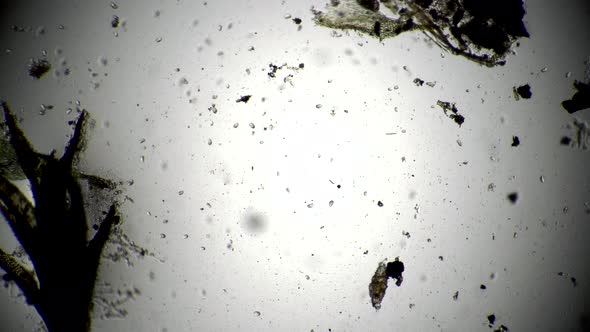 A Large Colony of Small Infusoria on a White Background