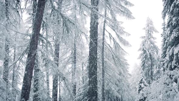 Snow Falls In Winter Forest