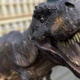 T-Rex In City - VideoHive Item for Sale