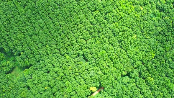 Drone flying over a beautiful rubber trees plantation