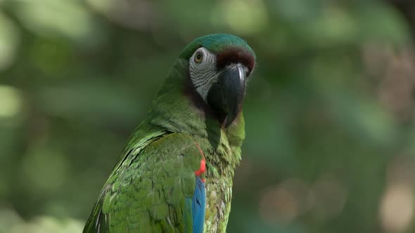 close up of a chestnut fronted macaw in ecuador