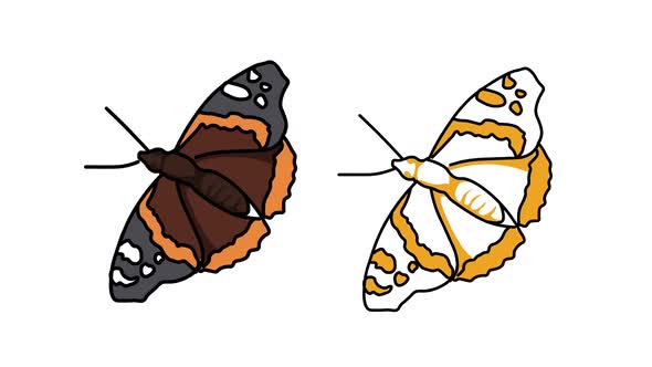 Butterflies Sketch And 2d Animated