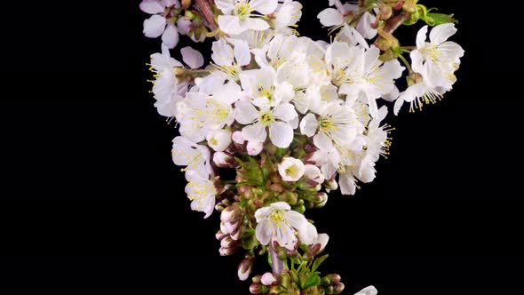 White Flowers Blossoms on the Branches Cherry Tree