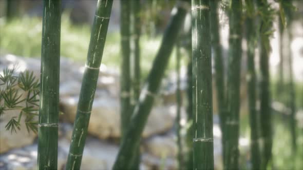 Green Bamboo Trees Forest Background