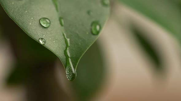 Water Drops on a Leaf 82