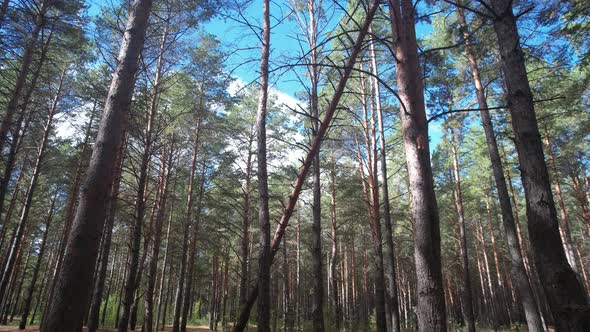 Tall Trees In The Forest