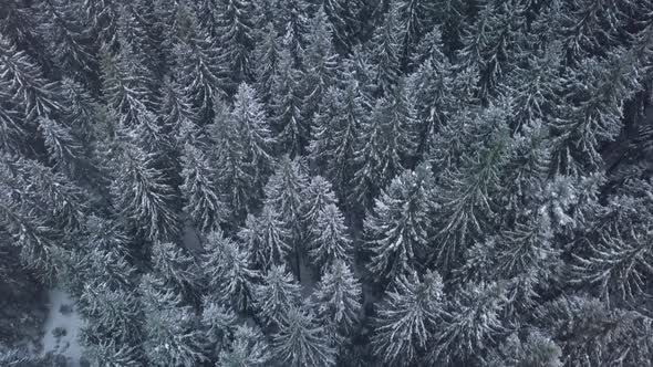 Aerial View Over Winter Forest