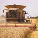 Wheat Harvesting on Field in Summer Season - VideoHive Item for Sale