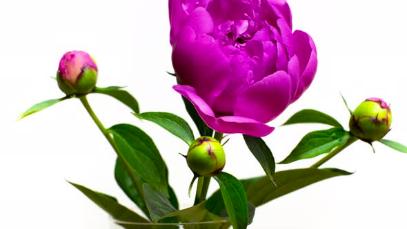 Beautiful Fluffy Violet Peony Blooming on White Isolated Background