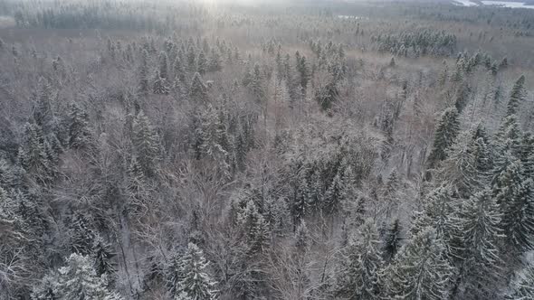 Winter Landscape with Forest