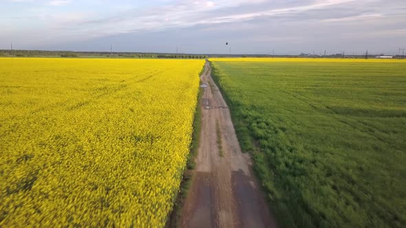 Aerial view of yellow and green farmers fields in spring.