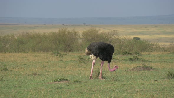 Masai ostrich in the Maasai Mara National Reserve