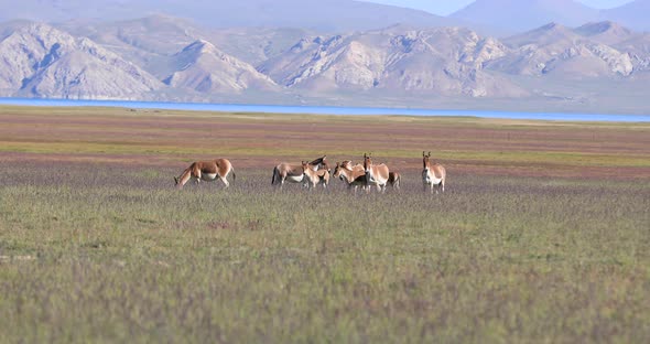 Wild equus kiang in alpine grasslands