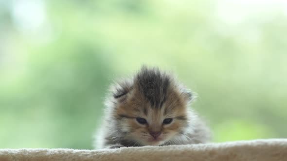 Close Up Of Cute Newborn Kitten Looking At Camera Slow Motion 