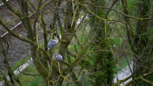 Two Pigeons On A Branch On A Sunny Spring Day