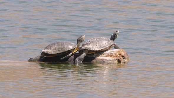 Two Pond Slider Turtles on a Log in a Lake in Arizona