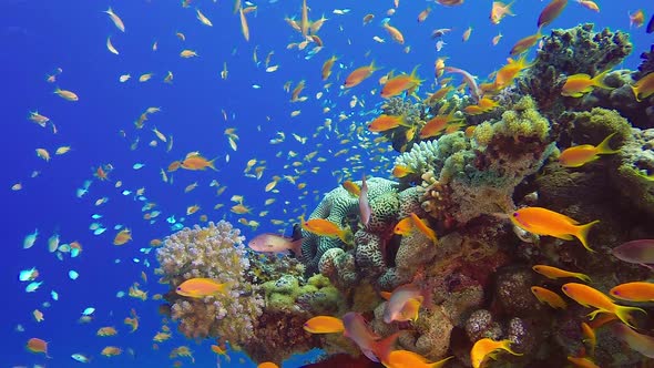 Underwater Colorful Tropical Fish